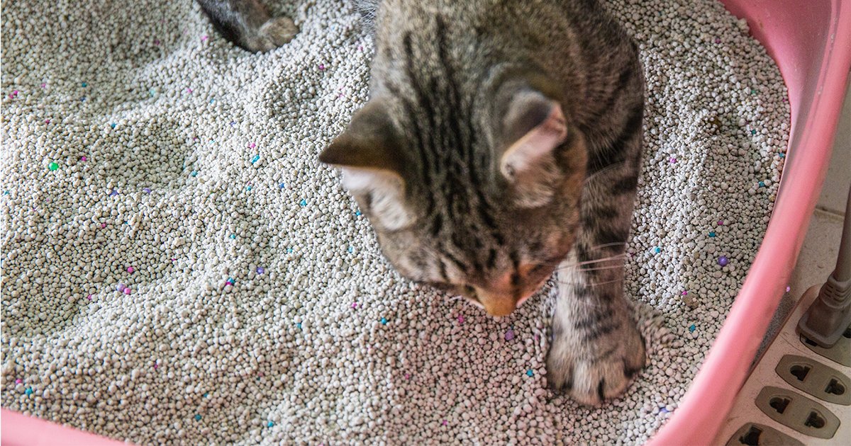 There are some common niggles when it comes to your cat’s litter box. We’ve had a look at how to overcome them for a happier home ➡️ spr.ly/6015zBFpW