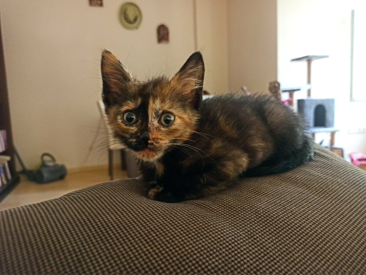 Koskoca tifitır bana bir yuva bulamadı yasıklar olsun valla. İstanbul 05075604683 
@VeCanlar