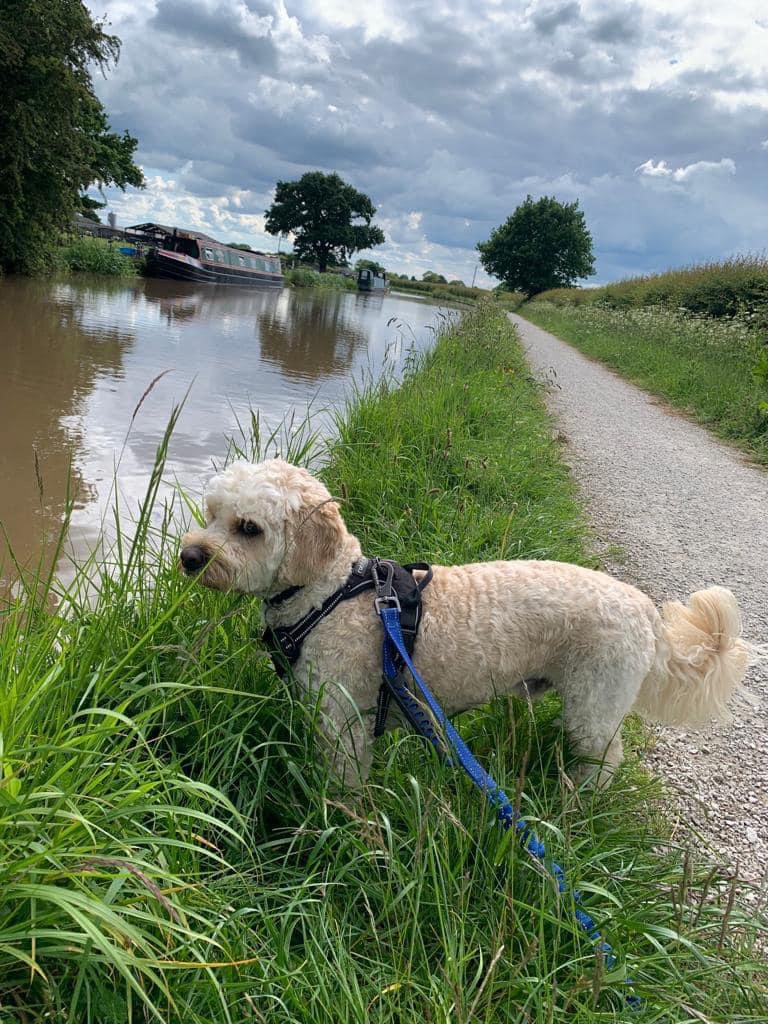 Contented Canines Middlewich (@contentedcanin2) on Twitter photo Super message from Georgina: โWe have just got back from the most wonderful 4 mile walk. Near as damn it perfect calm dog with no pulling & checked in with me regularly. I canโt say how amazing this isโผ๏ธโ Need help? contentedcaninesuk@gmail.com #Sandbach #Knutsford #Middlewich Super message from Georgina: โWe have just got back from the most wonderful 4 mile walk. Near as damn it perfect calm dog with no pulling & checked in with me regularly. I canโt say how amazing this isโผ๏ธโ Need help? contentedcaninesuk@gmail.com #Sandbach #Knutsford #Middlewich
