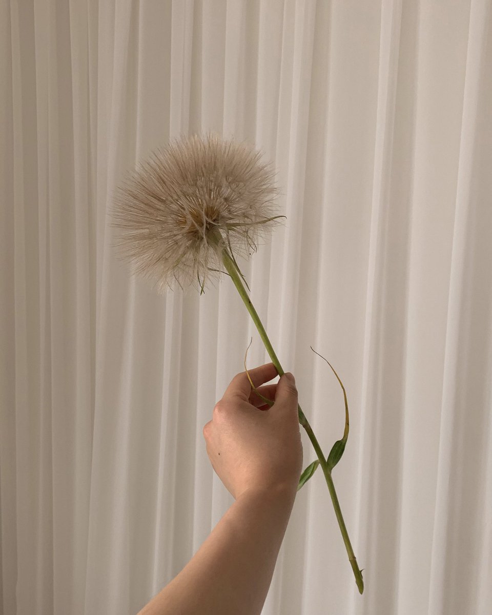 ___mood__'s tweet photo. 민들레홀씨의 왕 https://t.co/gX7JrIeU0d