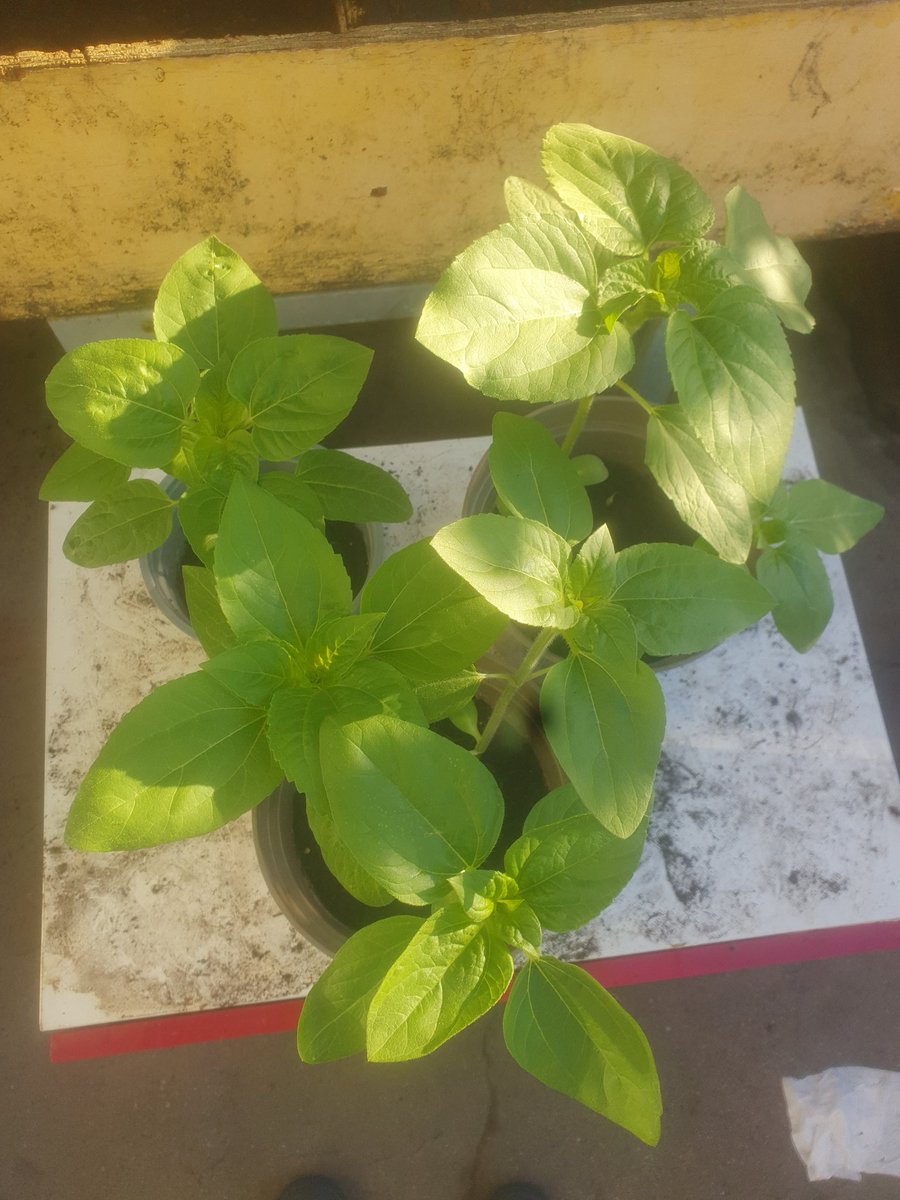 CHASEJLONDON's tweet photo. INTO WEEK 7 OF @TogetherukTV Sunflower Challenge π» OUT OF 8 SEEDS I HAVE GROWN 7 PLANTS π VERY HAPPY π
#TogetherTV #SunflowerChallenge #sunflowers #SunflowerChallenge2022 https://t.co/KhlvBh6Vdt