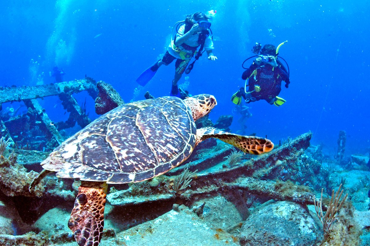 bviholidays's tweet photo. Diving in the BVI - https://t.co/wMc0Wa78Sk https://t.co/el8KWPbW9d