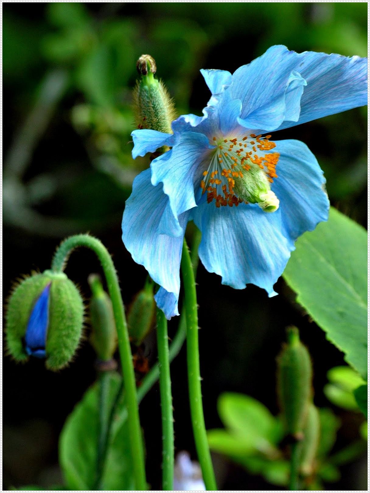 Green Pepper ヒマラヤには青いケシの花が咲くそうだ 青い花 無くはないけど珍しいな T Co Alvjqpfspd Twitter