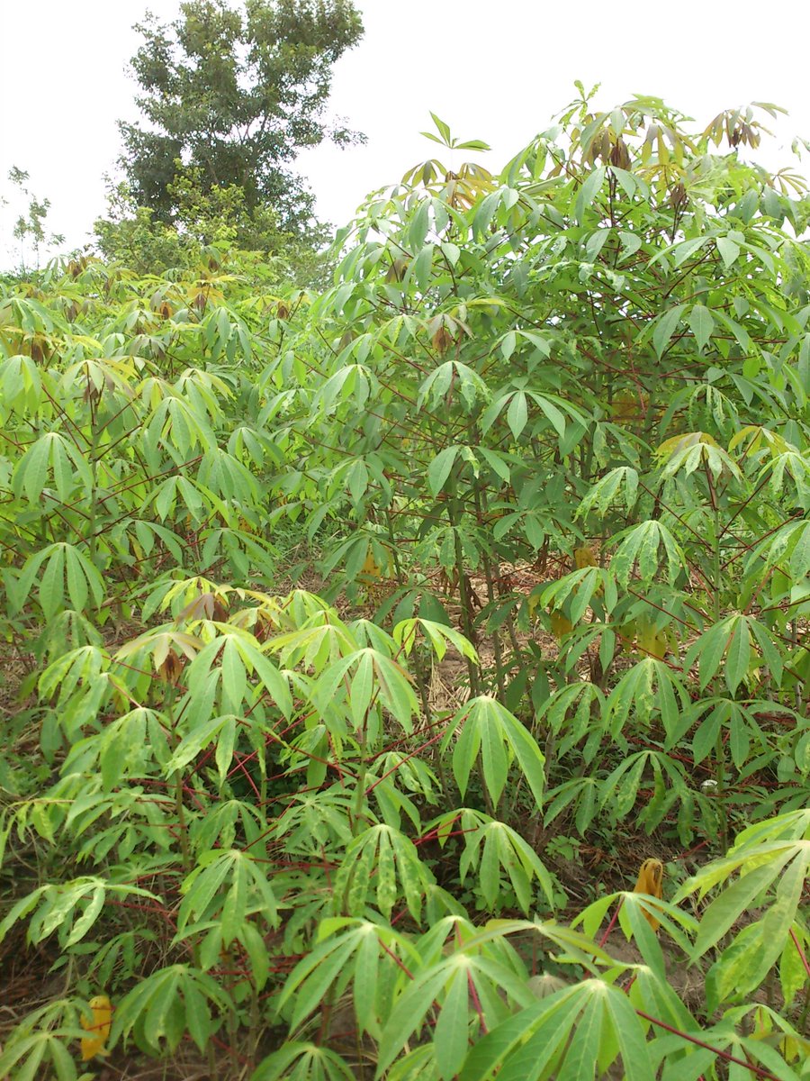 T_argos's tweet image. #BUrundi. La culture du manioc est bcp pratiquée et elle productive en commune #Nyanza_Lac de la @MakambaProvince. Nous a raconté un jeune Prosper #Manariyo qui affirme avoir acheté une parcelle d’un ha et construit sa maison à travers cette culture
#Abatwip, @BMineagrie