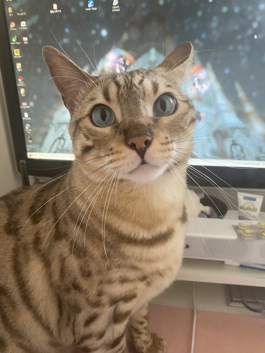 요즘 라떼 눈이 예쁘다고 무진장 칭찬 듣는중