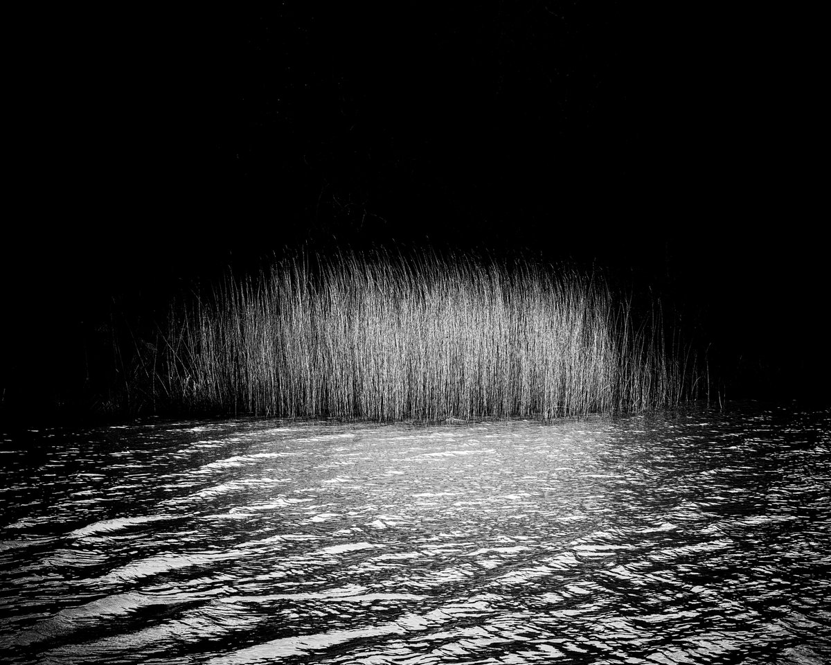 Good morning.  Reeds - Nikon D810.