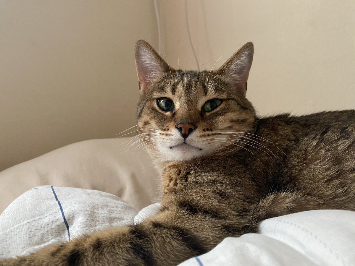 나는 모카의 자다깬 바보 표정이 조아요