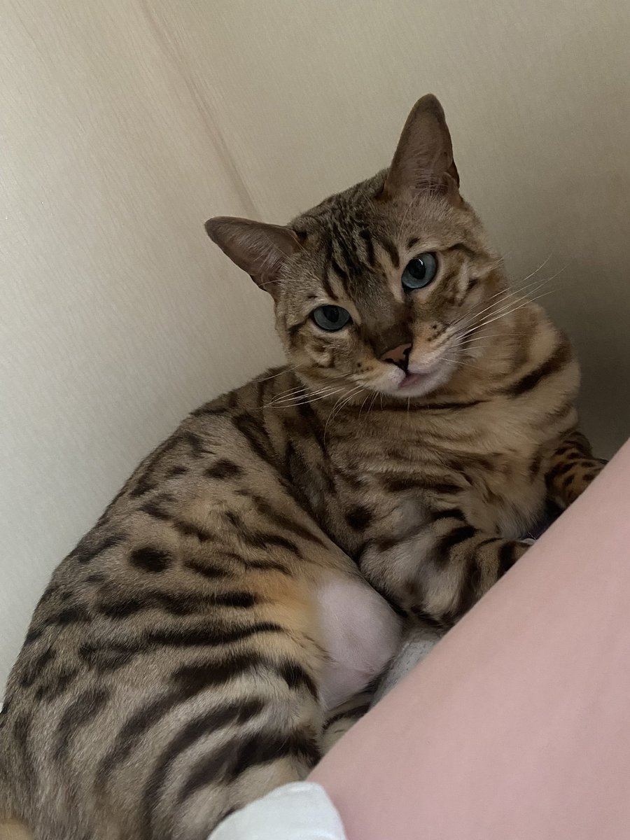 킬포인트 :  뱃쨜과 삐죽한 혀