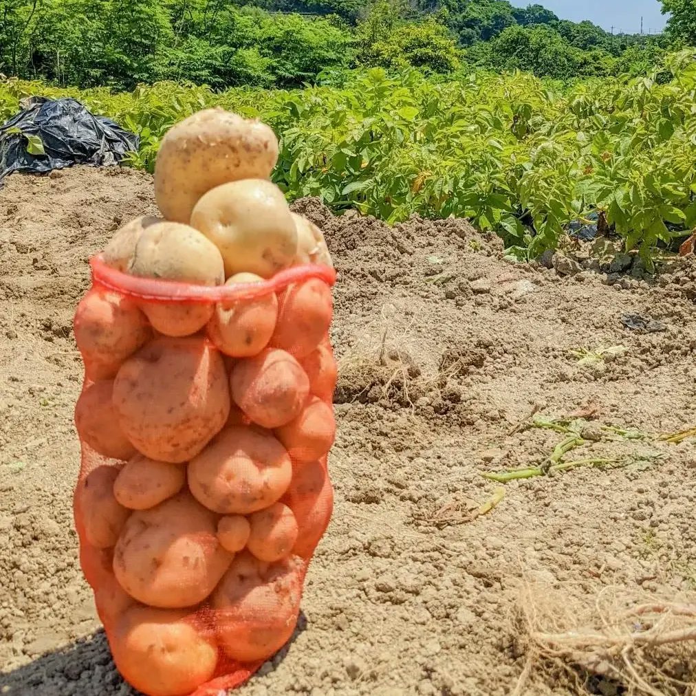 ChanFujitama's tweet photo. じゃがいも収獲体験のお知らせ🥔
１ネット８００円積み放題⬆
野菜好きな子どもたちを育てたい！
食育活動を、趣味でやっています😊
#愛知 #知多半島 #東海市 #知多市 #じゃがいも #収獲体験 #食育 #自然 #笑顔になれる場所 https://t.co/HBYZZKxy90