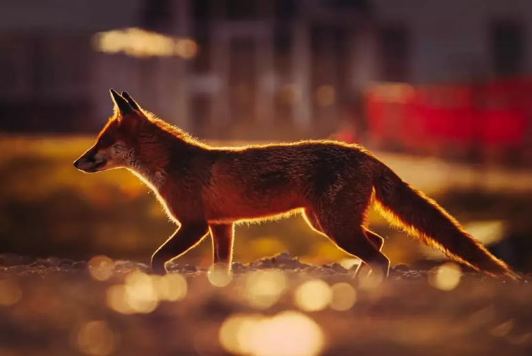 Stalker of the streets , fur of flames . #FoxOfTheDay by @scotlandlandscapephotography on Instagram