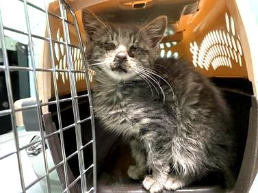 DubJH1009's tweet photo. https://t.co/DZIIdcIhX4 #HelpASAP #MustGetHelpNow #HelpImmediately #PleaseDoSomething #Emergency #Urgent #nyc #cats #kitten https://t.co/54zQTkTMti