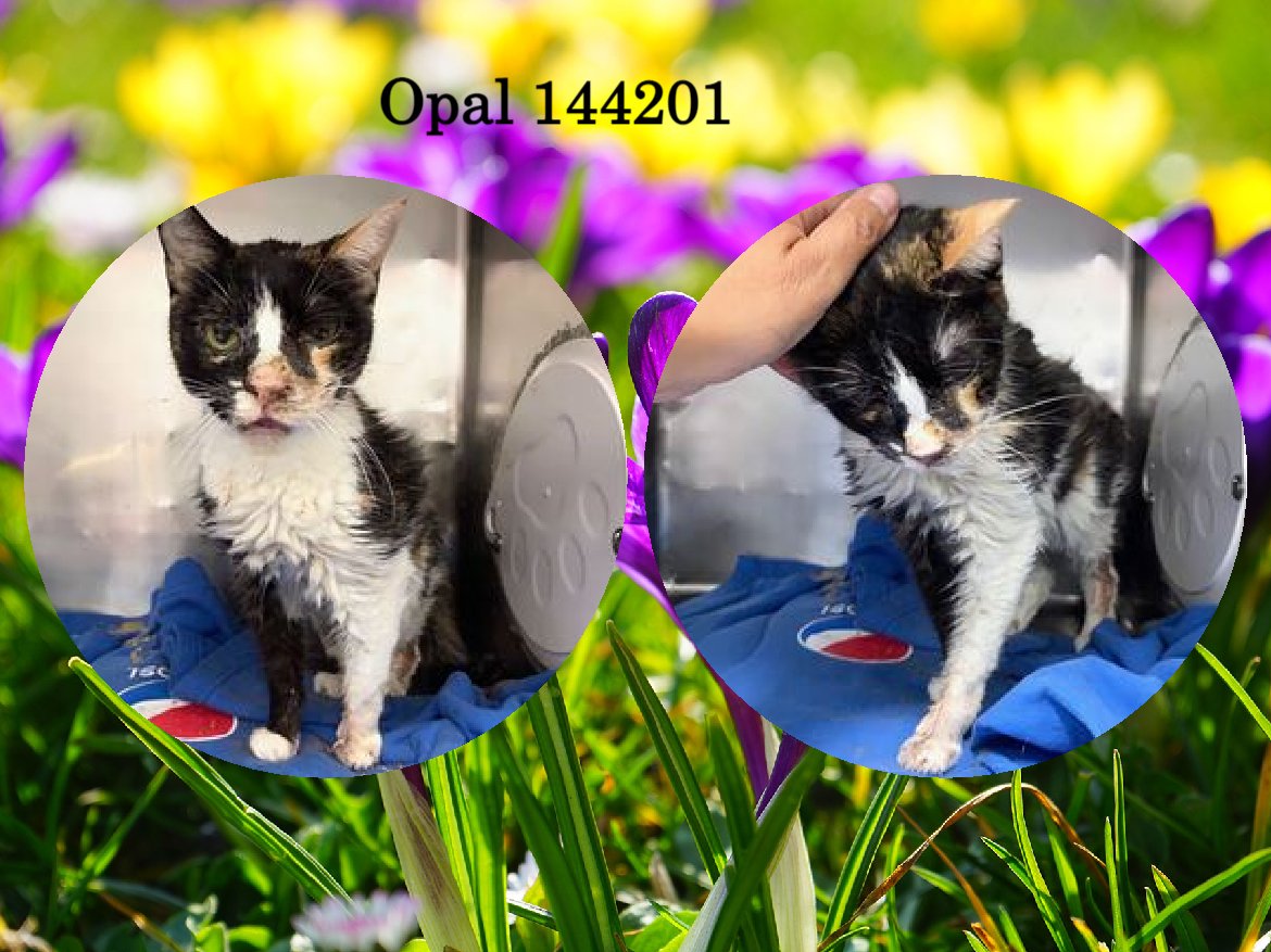DubJH1009's tweet photo. https://t.co/jLnfDd5gSL #PleaseHelpHer #NeedsHelpNow #SaveHerLife #DontLetHerDie #WillBeKilled #RedAlert #SOS #nyc #cats https://t.co/TXl7yjH3rT