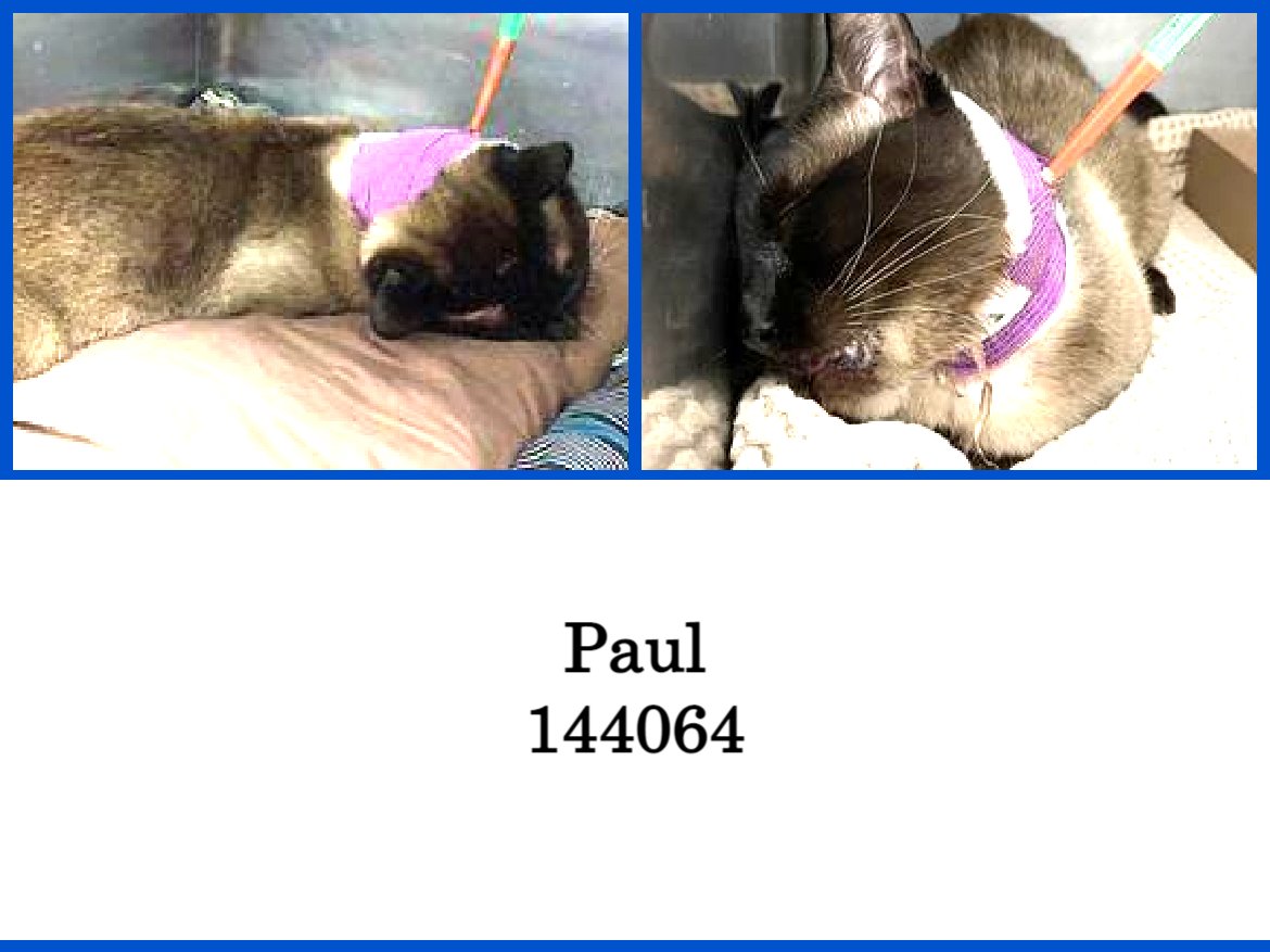 DubJH1009's tweet photo. https://t.co/JFyhOyRlVf #MustGetHelpASAP #LifeInDanger #NeedsHelpNow #DoSomethingPlease #Emergency #Urgent #CodeRed #Desperate #nyc #cats https://t.co/94O1s5ao4H