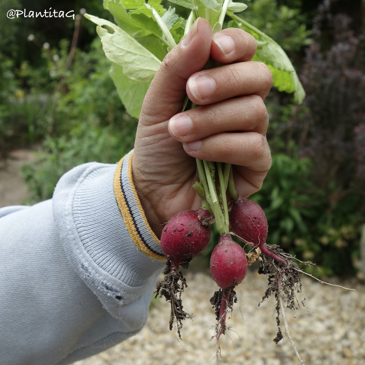 Tiempo de cosecha. 
#Rábanos