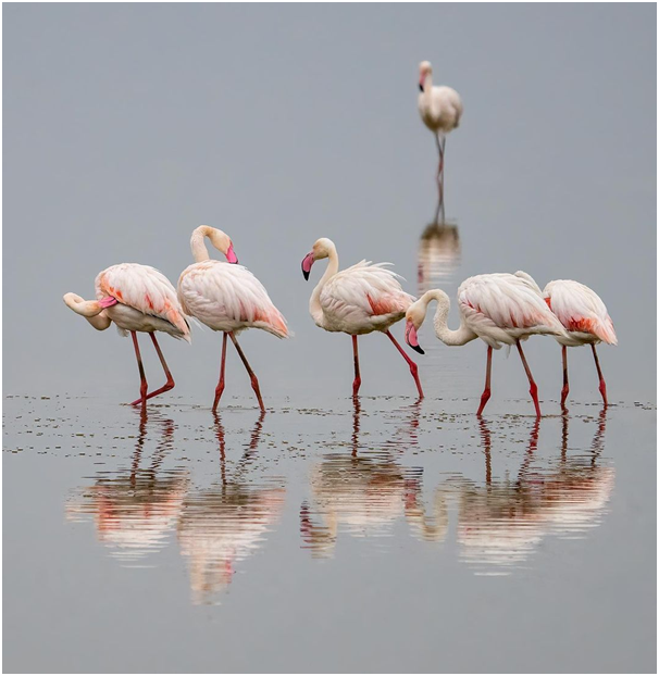 AardowolfA's tweet photo. It is Covered by pink flamingoes, Lake Nakuru National Park is located northwest of Nairobi and a prominent shallow soda lake. 

#Lakenakurunationalpark  #Lakenakurupark #Kenya #Lakeinkenya #Nakuru #Wildlifekenya #Lakenakuru #Aardwolfafricasafaris https://t.co/sdRSdYVxHY