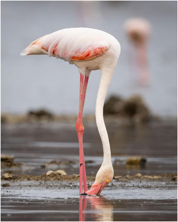 AardowolfA's tweet photo. It is Covered by pink flamingoes, Lake Nakuru National Park is located northwest of Nairobi and a prominent shallow soda lake. 

#Lakenakurunationalpark  #Lakenakurupark #Kenya #Lakeinkenya #Nakuru #Wildlifekenya #Lakenakuru #Aardwolfafricasafaris https://t.co/sdRSdYVxHY