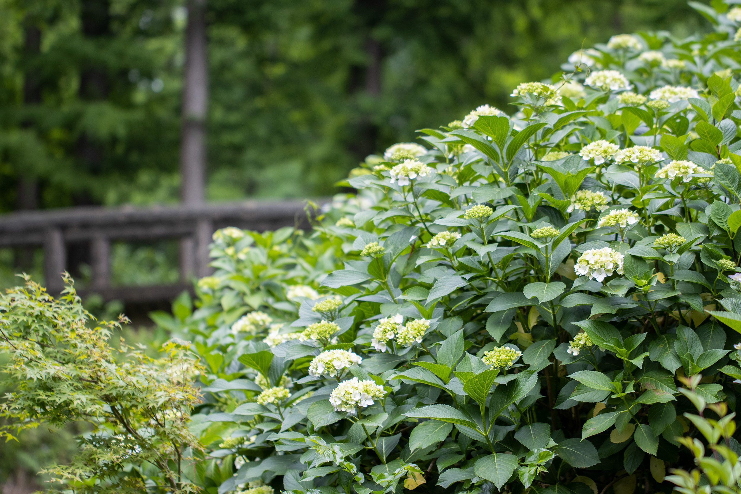 長居植物園 Nagaib Twitter
