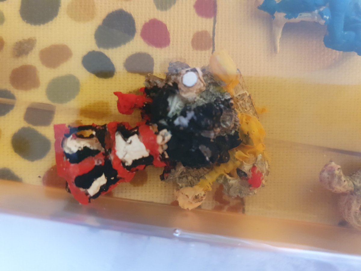 Bulletwaves's tweet photo. Guess the half-stripped mini?

#WarhammerCommunity https://t.co/inZE3IsDa0