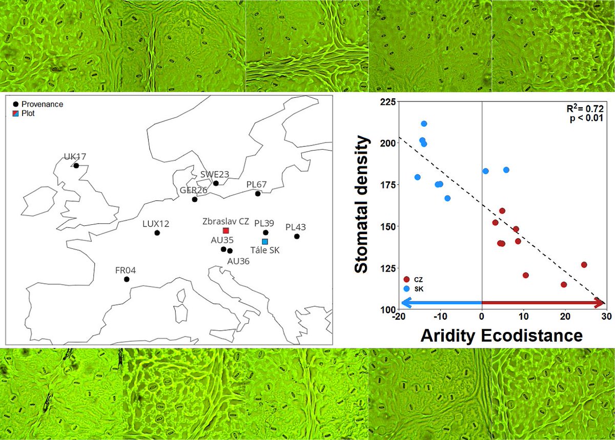 Aridity ecodistance can explain the stomatal phenotypic variability of European beech provenances after transfer to new environment #assistedmigration #provenance #stomata #commongarden <a href="/Forests_MDPI/">Forests</a> 
doi.org/10.3390/f11121…