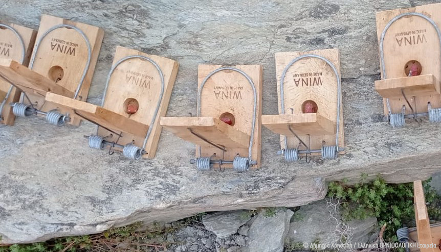 ornithologiki's tweet image. 🌊 Η #ΟΡΝΙΘΟΛΟΓΙΚΗ ξανά στη #Γυάρο για τη μελέτη της μεγαλύτερης αποικίας Μύχων της χώρας!
Οι δράσεις μας εστίασαν στην εκτίμηση της θήρευσης 🐣 αυγών &amp;amp; νεοσσών από αρουραίους, είδος-εισβολέα και κύρια απειλή για τον πληθυσμό του Μύχου: bit.ly/3z38Kxp #LIFEPanPuffinus