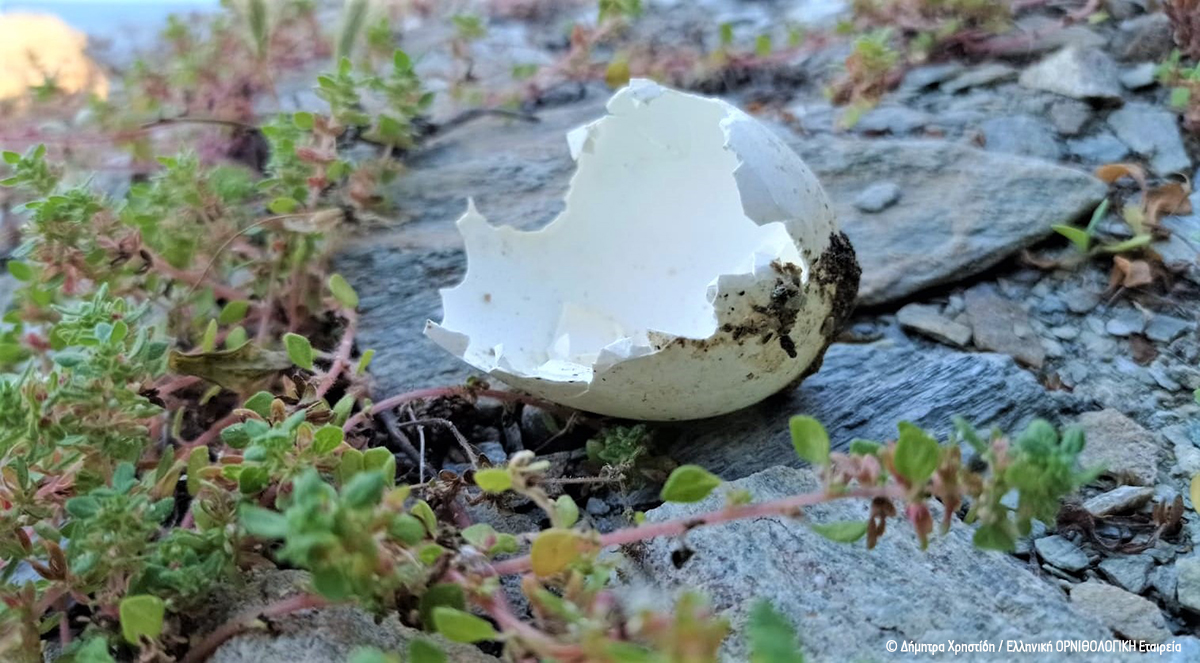 ornithologiki's tweet image. 🌊 Η #ΟΡΝΙΘΟΛΟΓΙΚΗ ξανά στη #Γυάρο για τη μελέτη της μεγαλύτερης αποικίας Μύχων της χώρας!
Οι δράσεις μας εστίασαν στην εκτίμηση της θήρευσης 🐣 αυγών &amp;amp; νεοσσών από αρουραίους, είδος-εισβολέα και κύρια απειλή για τον πληθυσμό του Μύχου: bit.ly/3z38Kxp #LIFEPanPuffinus