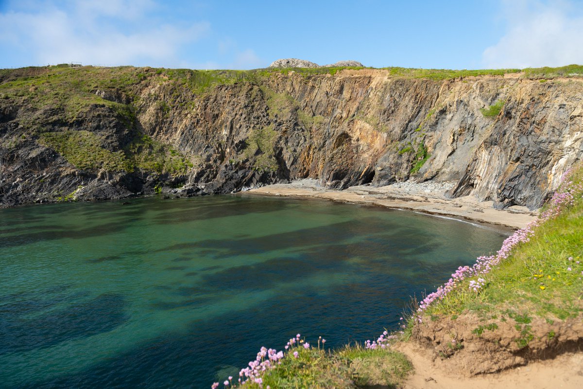 #sunseamusic22 #haulmorcerdd22 Thrift growing on the cliffs, sun shining on the sea, music all week - join us at <a href="/StDavidsFest/">St Davids Cathedral Music Festival</a>  <a href="/StDavidsCath/">St Davids Cathedral</a> <a href="/StDavidsInfo/">St Davids Peninsula Tourist Association</a>  <a href="/VisitPembs/">Visit Pembrokeshire 🏴󠁧󠁢󠁷󠁬󠁳󠁿</a> <a href="/visitwales/">Visit Wales 🏴󠁧󠁢󠁷󠁬󠁳󠁿</a>