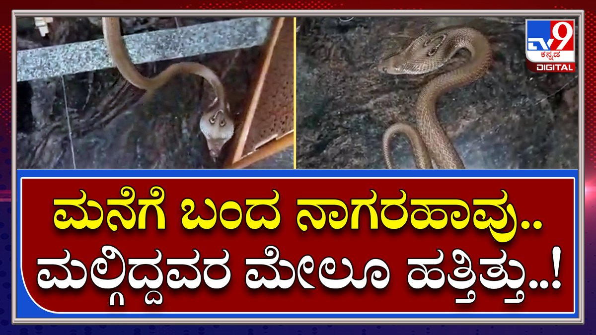 tv9kannada's tweet photo. Snake: ಮನೆಯ ಟಿವಿ ಸ್ಟ್ಯಾಂಡ್ ಕೆಳಗೆ ಅಡಗಿತ್ತು ನಾಗರಹಾವು | Tv9 Kannada
Video Link►https://t.co/awPKBhBUjW
#TV9Kannada #Snake #SnakeRescue #SnakeInHome #Home #Mysore #Cobra #People #ViralVideo https://t.co/o12goGXZK8