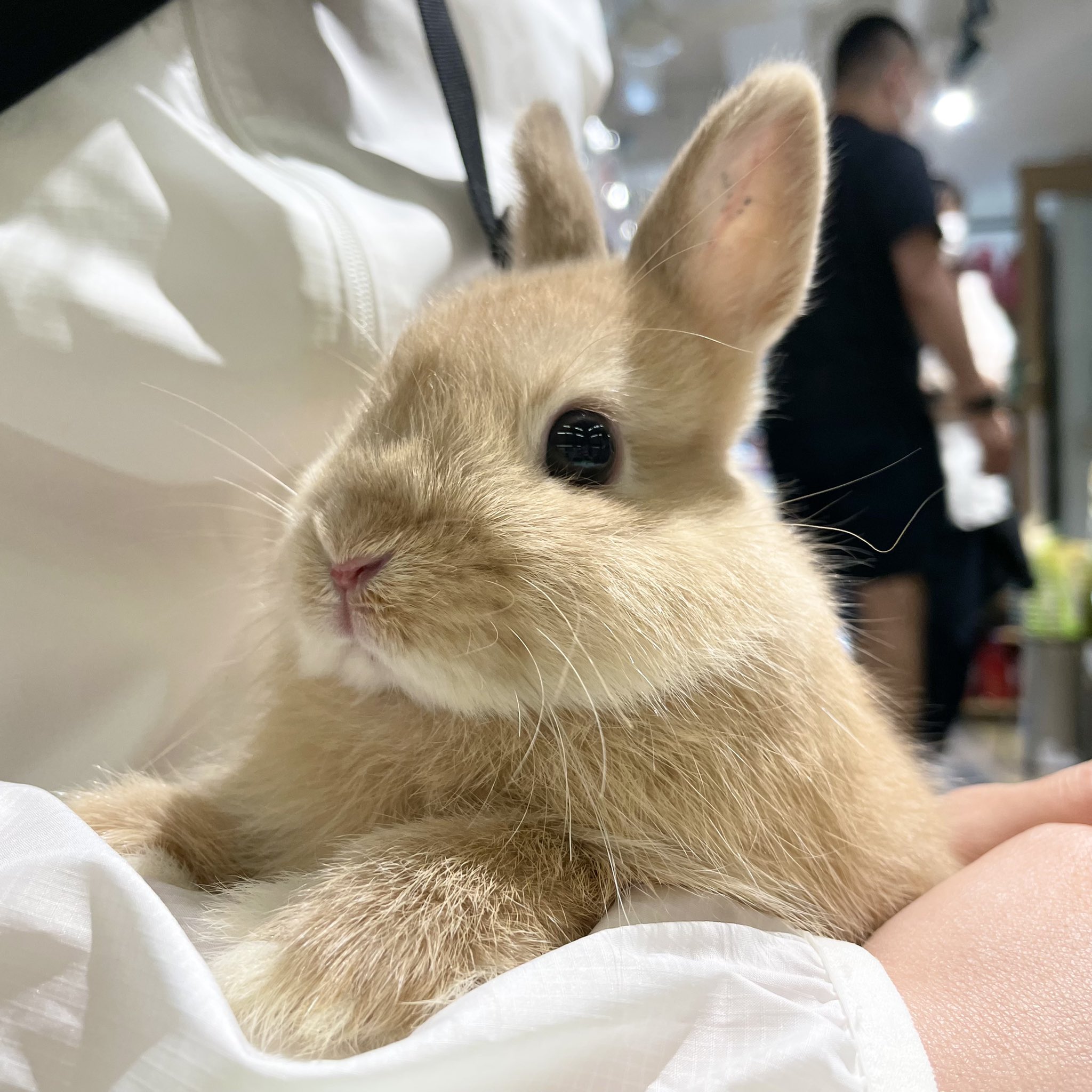 うさぎのしっぽ洗足店 左 かわいいぼく きゅるん 右 かっこいいぼく キリッ お客様のお膝の上でも2面性を見せるポージング さすがです お顔が天才 お顔がかわいい ネザーランドドワーフ うさぎのしっぽ うさぎ Rabbit T Co