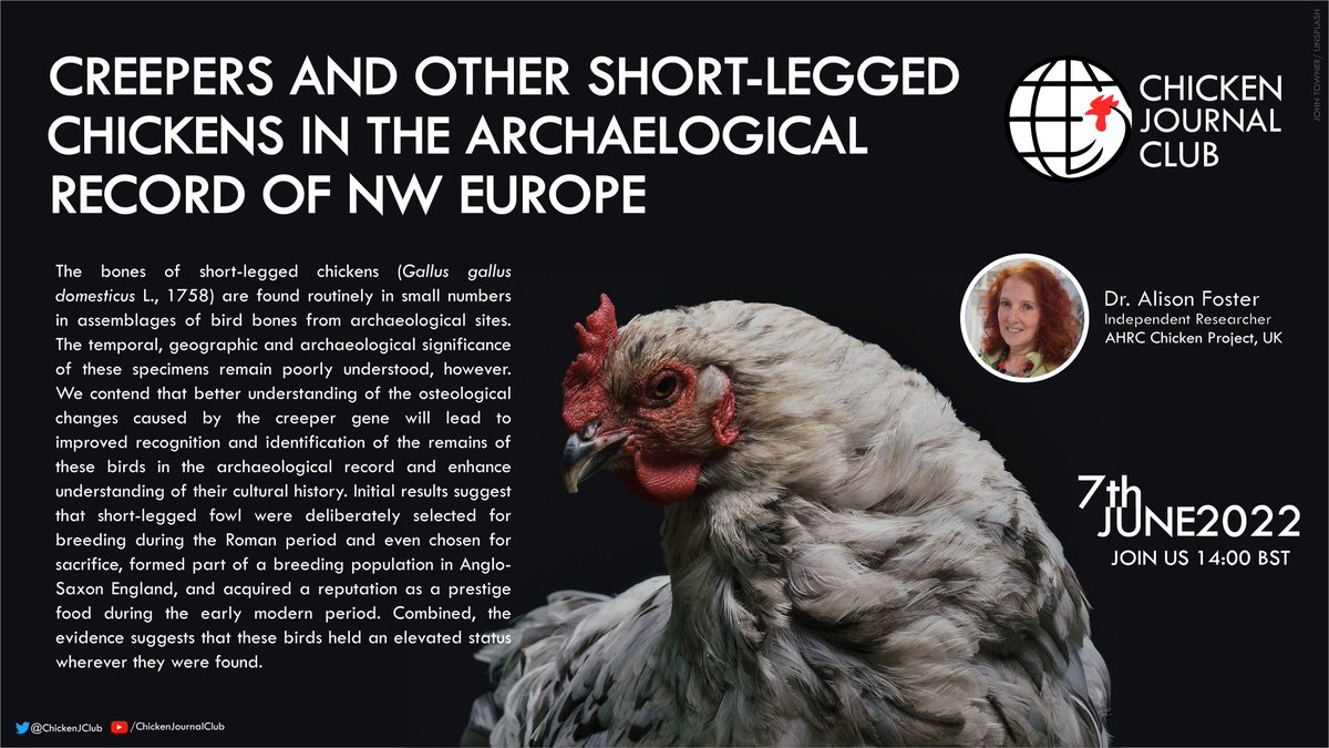 CJC Talk: Dr Alison Foster - 'Creepers and other short-legged chickens in the archaeological record of Northwest Europe'.

Tuesday 7th June at 2pm British Summer time.

DM  us for the zoom link.