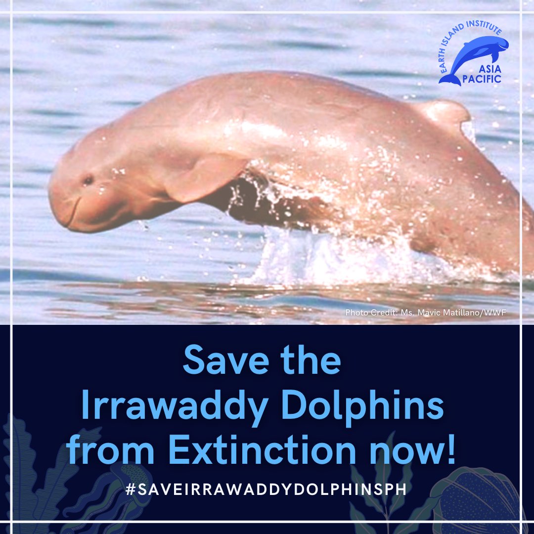 savedolphinsph's tweet photo. Classified as a “Critically Endangered” species by the #IUCN, the Irrawaddy Dolphins of the Iloilo-Guimaras Straits is now on the brink of extinction. 
#SaveIrrawaddyDolphinsPH #BuildBuildBuild #DPWH #WeBuildAsOne #Region6 #WesternVisayas #KoreanEximBank #Kpop #Dolphins https://t.co/8S58c5Xh1n