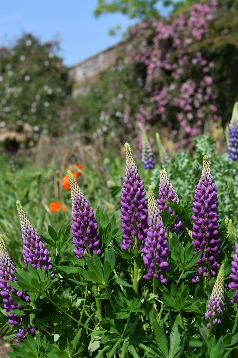 Join our Head Gardener, Graeme, on Tuesday 7th June for a tour of our beautiful gardens. Book your place today bit.ly/3Gvxmk8