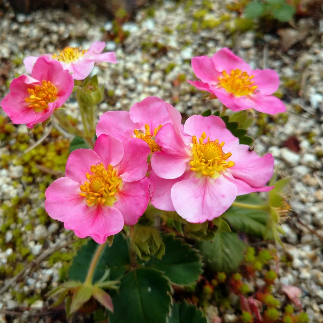 マメ助 庭の苺にピンクの花が咲き ちょっと小粒ですが 美味しく頂きました 庭に咲いた花 苺の花 観賞用 ガーデニング 苺 T Co Bwbhs4pya2 Twitter