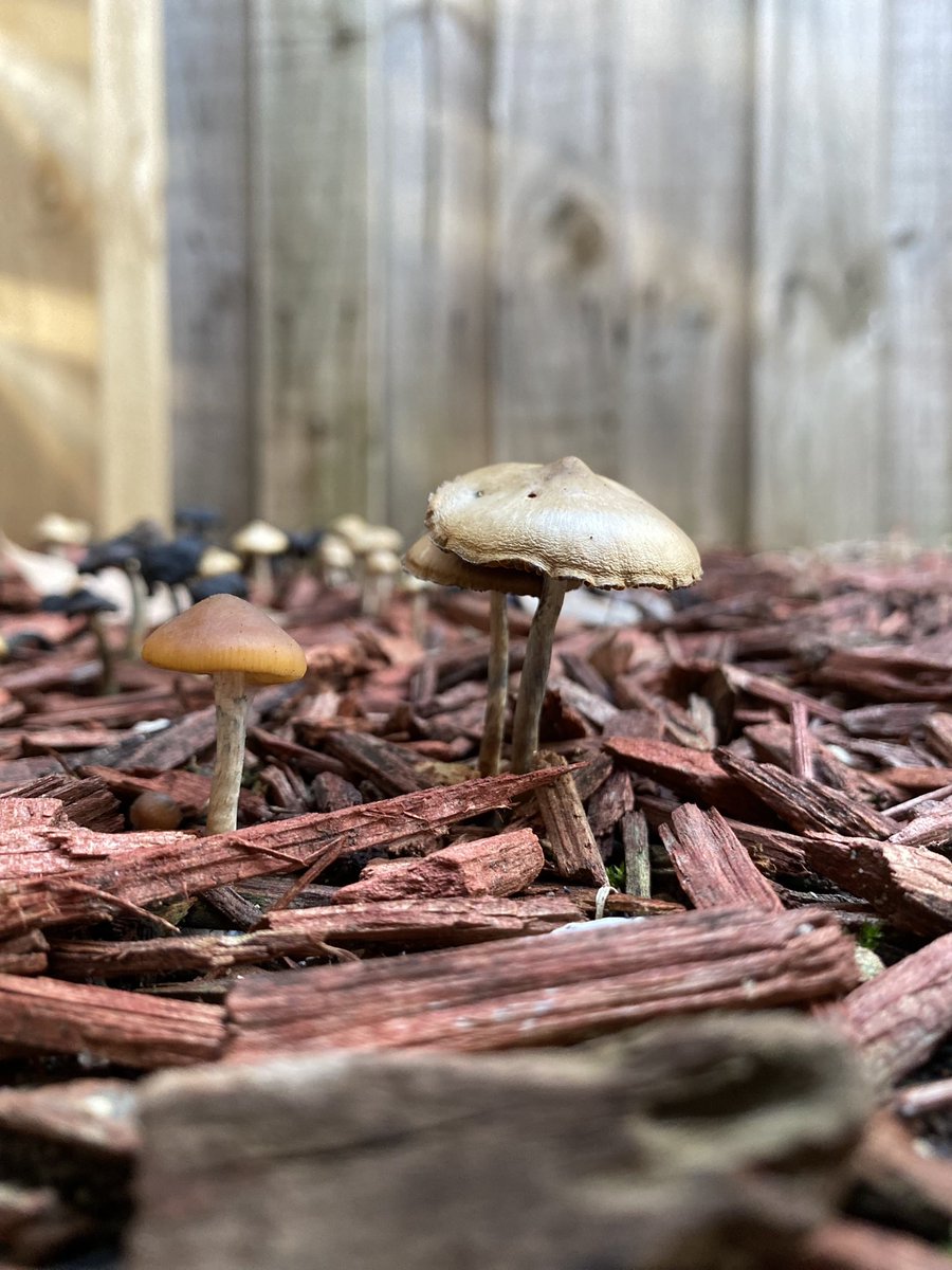 scarlettnotebk's tweet photo. Tiny mushrooms 🍄 😻

#autumn #naturephotos https://t.co/7j56LNLXKq
