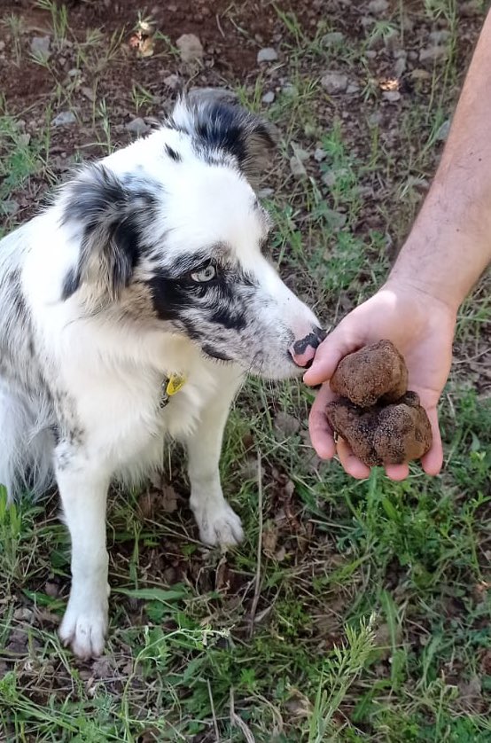 I spent the weekend training my dog to look for truffles both on a farm and in the wild with awesome results. It is a spectacle to see how she works and plays with smells to find them. Thanks to <a href="/TofonadelaConca/">tofonadelaconca</a> and Escola Canina Can Laura! #truffles #tofones #trufas