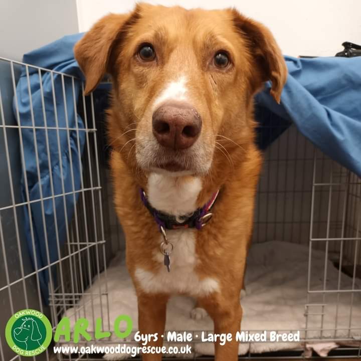 OakwoodRescue's tweet photo. Arlo is awaiting his forever home with you!🧡 
He arrived shy &amp; skinny, terrified of humans due to poor treatment. He has started to learn that not all people are going to act this way &amp; has allowed some staff to stroke him! 
https://t.co/rqVwIGdfJu
 #k9hour #rescue https://t.co/6bx9XIatUw