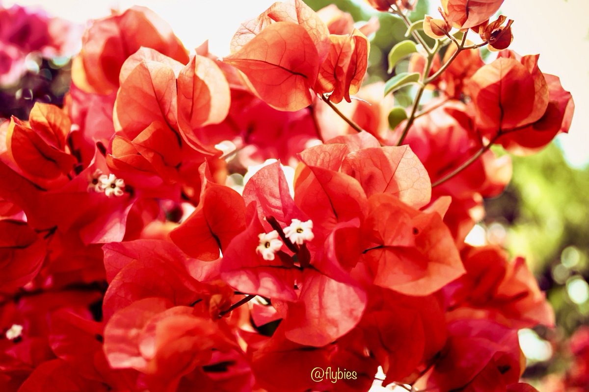 krishnaveechika's tweet photo. Would you love to have them in your garden?? beautiful π flowers!!
#cherry #jasmine #flowers #gardening #flowergarden #wallpapers #flybies #hibiscus #photography #travel #traveltheworld #southkorea #beauty #trending #natureshots #colorful #love #colorful #beautifulflowers https://t.co/m85NvXsgNc
