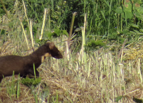 zeetekst's tweet photo. Fijn ochtendwandeltje. Zomaar een #boommarter gezien (heul slechte paniekfoto 📷 :-D), terwijl in het riet een #cetti's zanger zat te riedelen. https://t.co/bHTbsaBFud