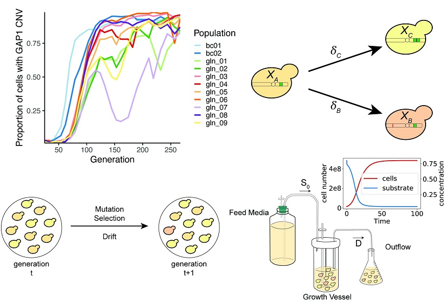 PLOSBiology's tweet photo. Inference of evolutionary dynamics using neural networks can yield parameter values for #fitness & #MutationRate that are difficult to determine experimentally, including those of #CNVs in yeast @grace_avecilla @djjgresham @yoavram &co #PLOSBiology https://t.co/rV5wfIhAJW https://t.co/HlWk6GsvAP
