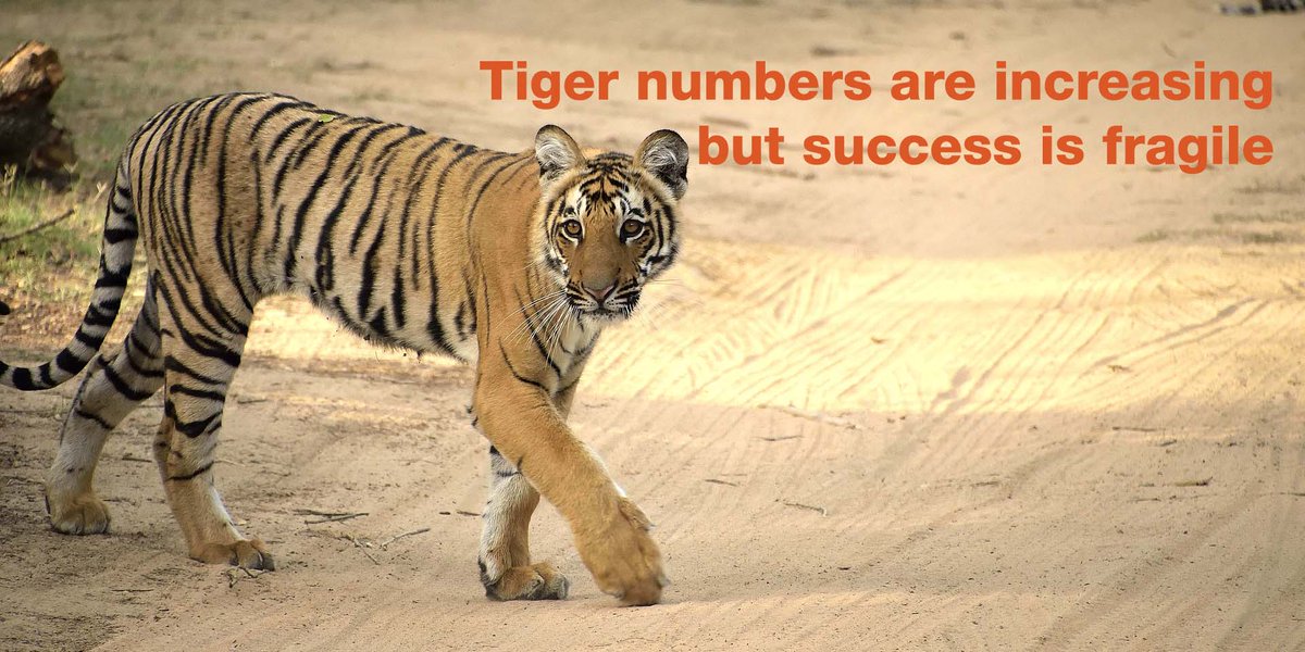 IUCN's tweet photo. IUCN’s Tiger Programme finds there has been an average increase of the tiger population within project sites by 40% between 2015 &amp; 2021.

Effective policy &amp; #conservation programmes are imperative for tiger survival. 

Learn more about our tiger programme https://t.co/UsXgzFGqm1 https://t.co/8oGXZvYDbd