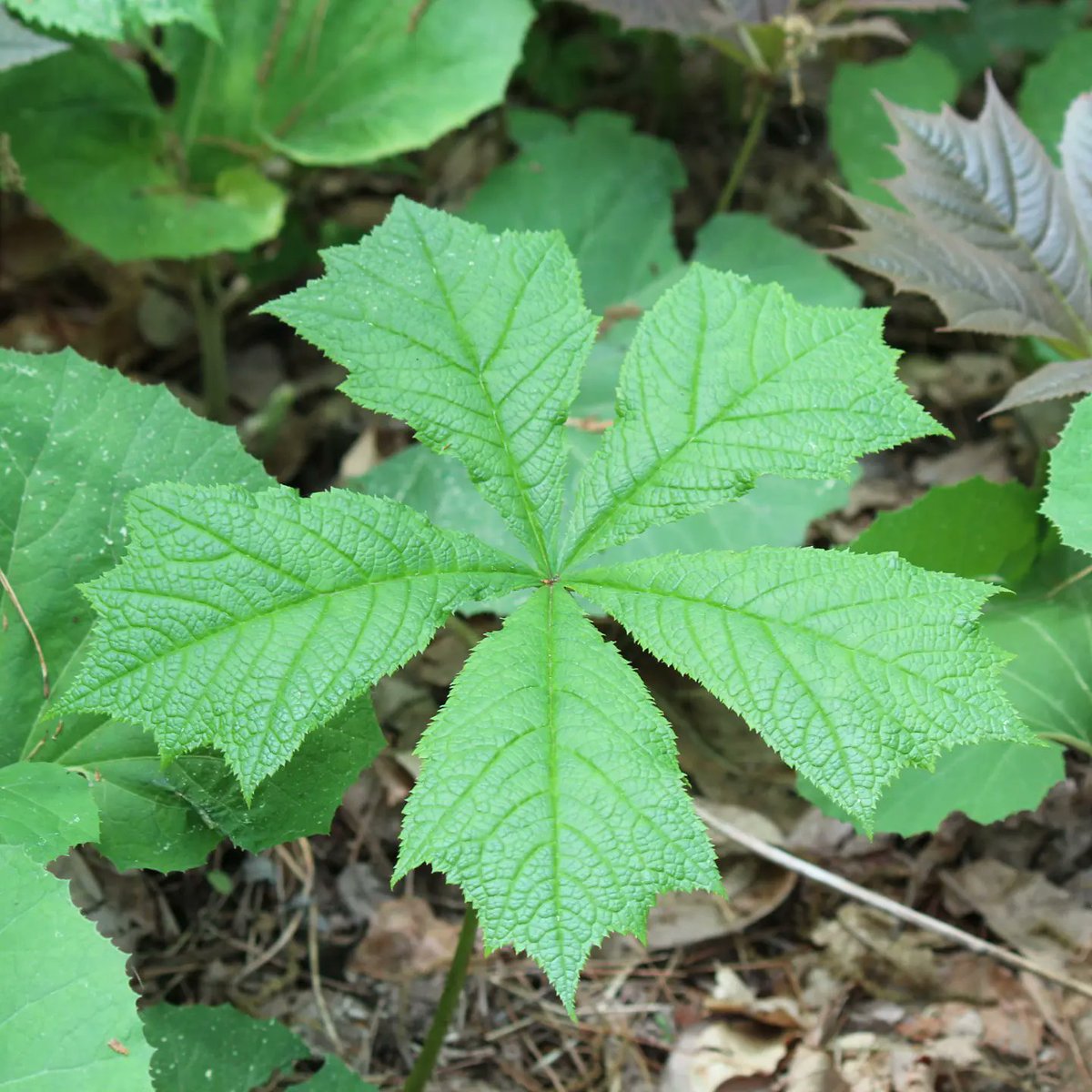 shioukanflorist's tweet photo. ヤグルマソウの葉🌿林にて。
Rodgersia podophylla
2022.5.23
#Rodgersiapodophylla #Rodgersia #ヤグルマソウ https://t.co/z4Z1icXTLS