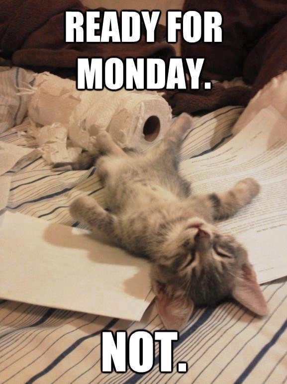 Netigenpl's tweet photo. The weekend is over. Monday has arrived. Are you alive? 🐱 #MondayMotivation https://t.co/rb2zfDMvXP
