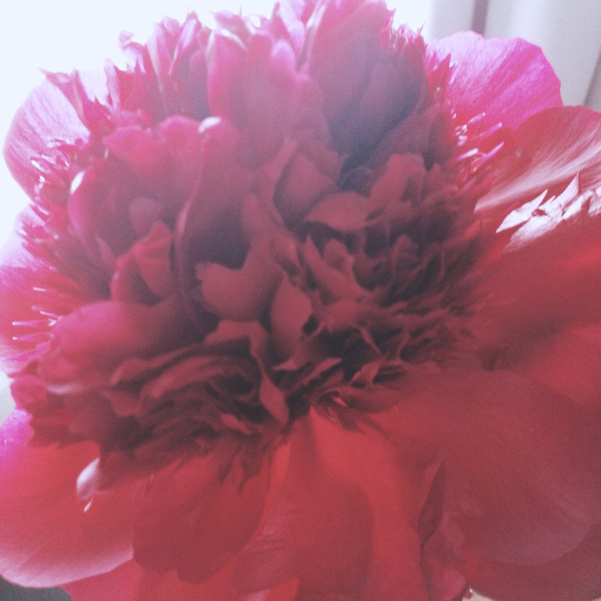 九条藤 tweet media