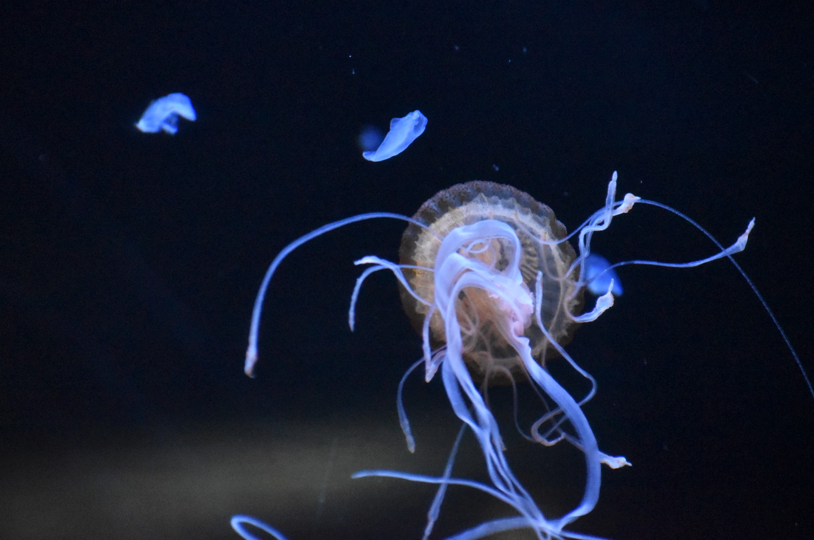 Uzivatel A Trr Line 3955 Na Twitteru 夕方の くらげりうむ で見れた アマクサクラゲ のごはんの様子 偶然見れて ラッキーだった ミズクラゲが 左上に写っている アマクサクラゲの触手も 目の前で見れた 背景が変わって きれいに見える 宇宙に行った
