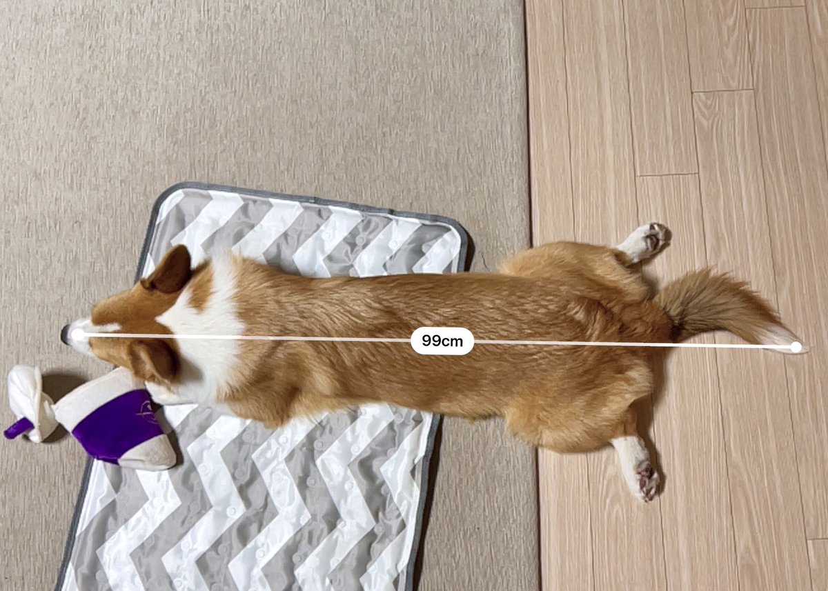 nekotore's tweet photo. 우리집애 1주년. 3.7kg에서 9kg로 변신. 앞으로도 계속 변신 예정. 적절한 변신 부탁함🙏🏻 https://t.co/AuTPj06p4Y
