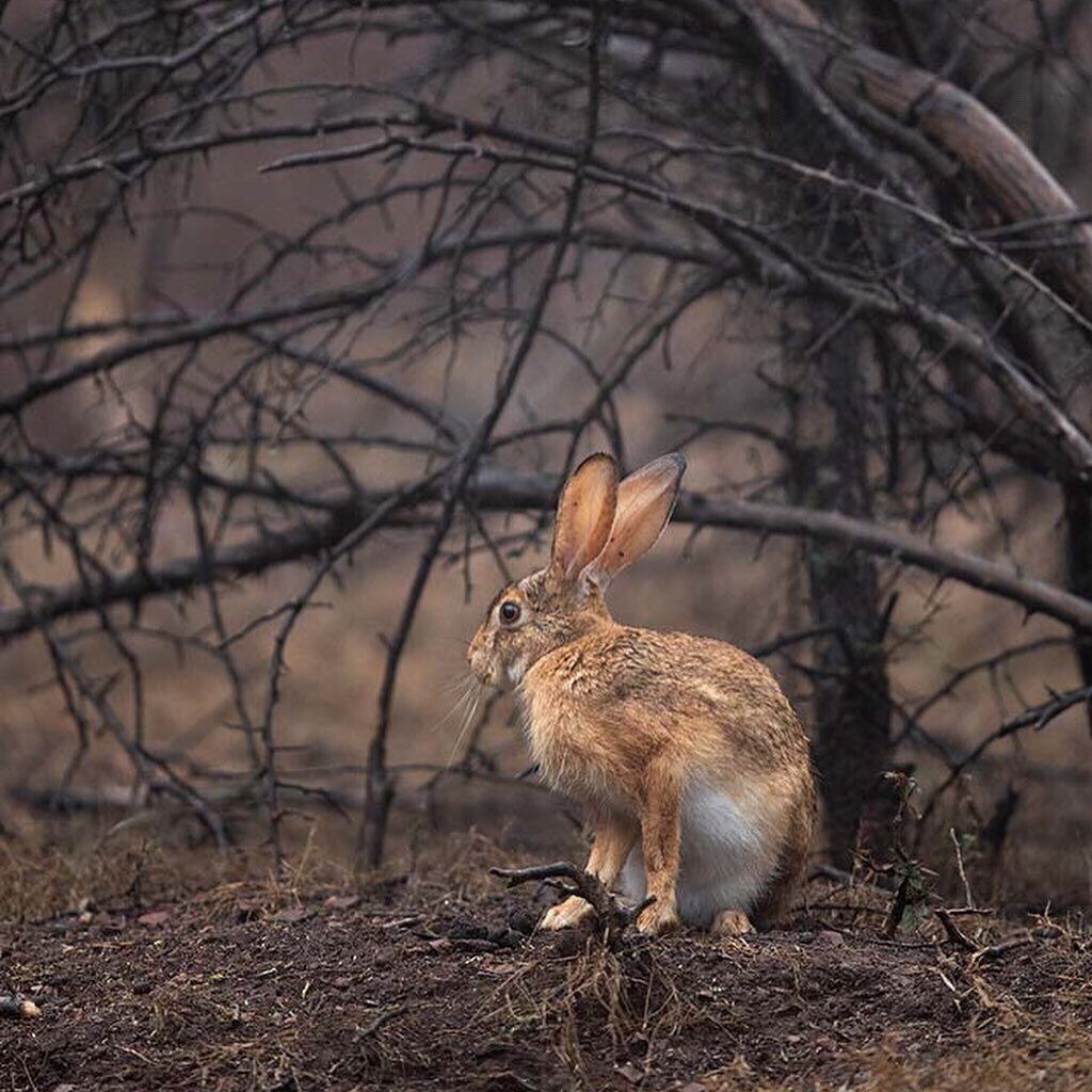 Draksphotos's tweet photo. Indian hare, Ranthambore. #IndianHare #Hare #Ranthambore #wildlife https://t.co/UNRkWmK0BI