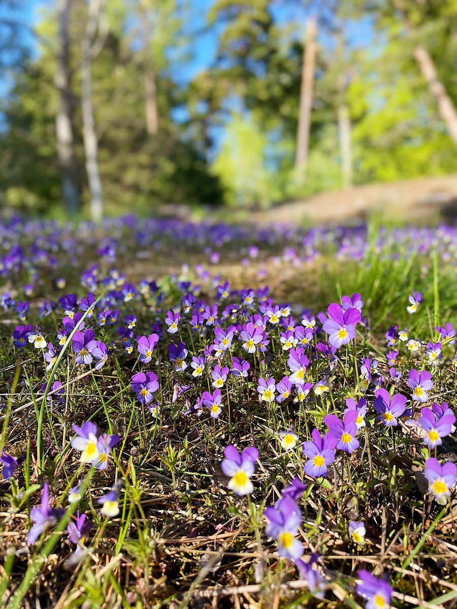 Kevät alkaa taittua kesäksi ja sen myötä on aika siirtyä kesälaitumille. Parku kiittää kuluneesta lukukaudesta ja toivottaa kaikille rentouttavaa kesää, kuluu sen sitten töissä, opintojen parissa tai laiturinnokassa. 

Ihanaa kesää ja syksyllä tavataan taas! 🌞