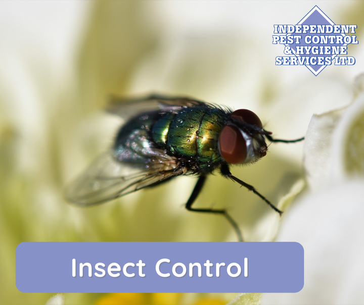 The common housefly can transmit the pathogens that cause shigellosis, typhoid fever, E. coli, and cholera.
We can provide fly screens for your home or business.
Find out more about our pest control services here ➡️ bit.ly/2SbCJwx