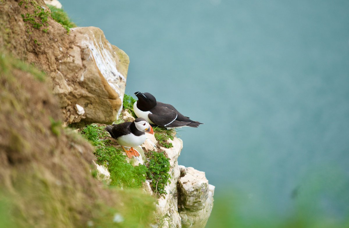 BabinskyCarolyn's tweet photo. My husband, Holger, took these at Bempton Cliffs last weekend (21st May) It’s a stunning location to watch Puffins, Razorbills,and gannets …… and Guillemots, whose pear shaped eggs won’t not roll off the cliffs but may get stollen by gulls !!

#springwatch https://t.co/NSRFVvRFY8