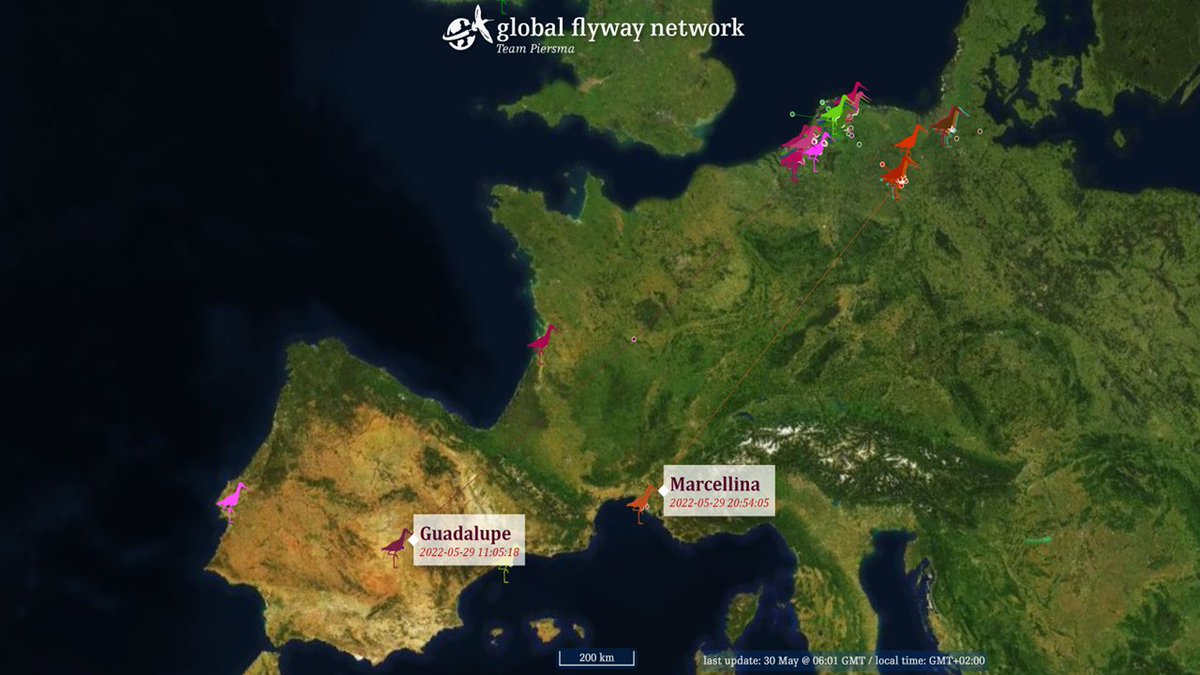 GlobalFlyway's tweet photo. FIRST black-tailed #GODWITS have started SOUTHWARD #MIGRATION!
Note that it is still May!
EERSTE GRUTTO's ZIJN (in mei!) AAN NAJAARSTREK BEGONNEN!
Het gaat om GUADALOUPE die in Nederland probeerde te broeden, en MARCELLINA uit de DΓΌmmer in Duitsland.
https://t.co/baocug4ZOp https://t.co/0EVEFkNZgU
