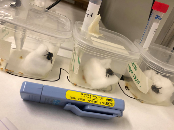 JessicaBurrows's tweet photo. We speculate that #bumblebees may need to feed more to repair damage caused by radiation. An increase in  consumption for bumblebees could have important ecological consequences, as they may need to spend more time foraging to collect #nectar to fuel their #metabolism. https://t.co/1vghYBlPs7
